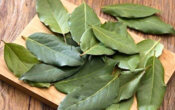 Bukan Sekadar Bumbu Dapur, Ini 3 Manfaat Daun Salam untuk Gula Darah hingga Jantung