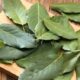Bukan Sekadar Bumbu Dapur, Ini 3 Manfaat Daun Salam untuk Gula Darah hingga Jantung