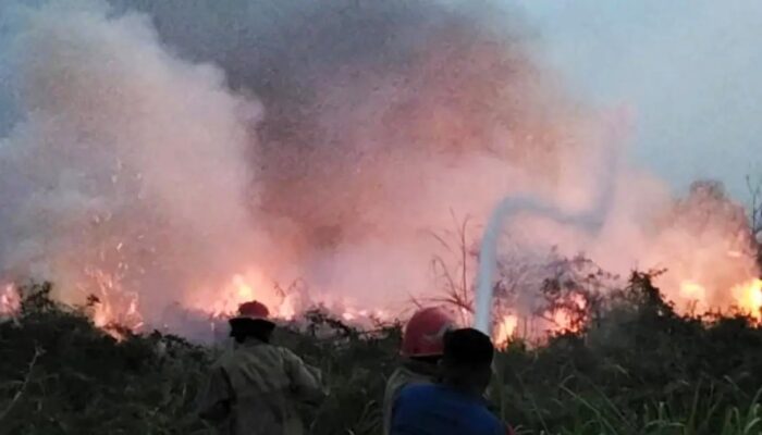 Api Mengganas di Cileungsi, Lahan Seluas 9,7 Hektare Ludes dan Permukiman Sempat dalam Ancaman
