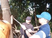 Pohon-Pohon di Kota Bogor Ternyata Banyak yang Dipenuhi Paku, Dedie Langsung Ambil Langkah Ini
