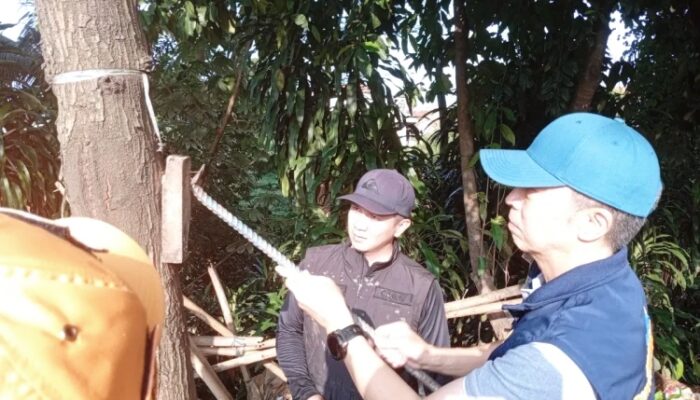 Pohon-Pohon di Kota Bogor Ternyata Banyak yang Dipenuhi Paku, Dedie Langsung Ambil Langkah Ini