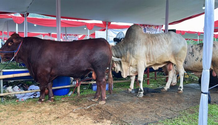 Kontes Sapi Piala Presiden 2026 di Kabupaten Bogor Pecahkan Catatan, Peternak Jabar Jadi Sorotan