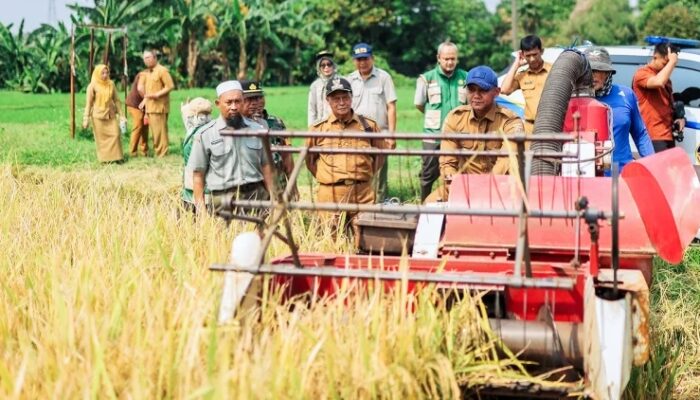 Lahan Sawah di Kota Bogor Tinggal 58 Hektare, Pemkot Mulai Cek Ulang agar Tak Terus Menyusut