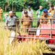 Lahan Sawah di Kota Bogor Tinggal 58 Hektare, Pemkot Mulai Cek Ulang agar Tak Terus Menyusut