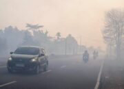 Asap Kebakaran Hutan Tak Hanya Merusak Paru-paru, Ini Risiko bagi Jantung hingga Otak