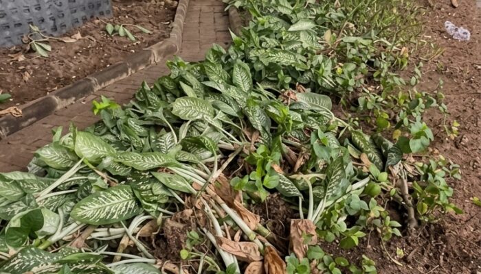 Baru Ditata, Tanaman Hias di Bawah Flyover Sholeh Iskandar Bogor Malah Berserakan